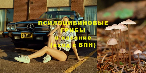 стаф Медногорск